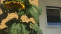 Blume
